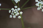 Stiff cowbane